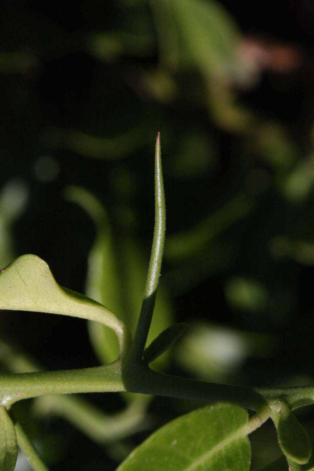              Thorn (Riverside, CA)       